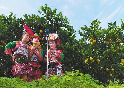 花腰傣果園直播帶貨